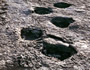 dinosaur footprints in Lavini di Marco Rovereto